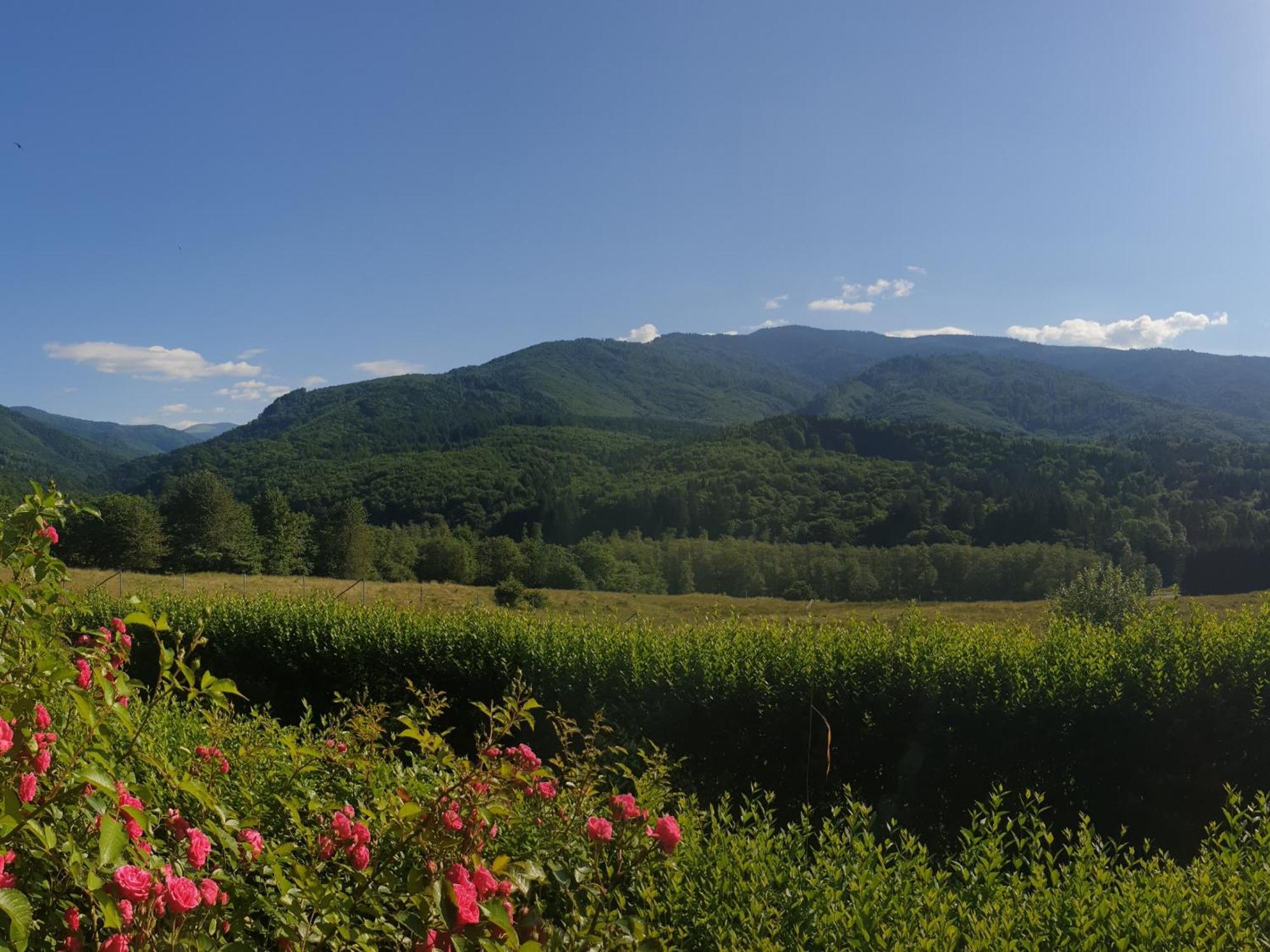 Valea Doamnei Otel Nucşoara Dış mekan fotoğraf